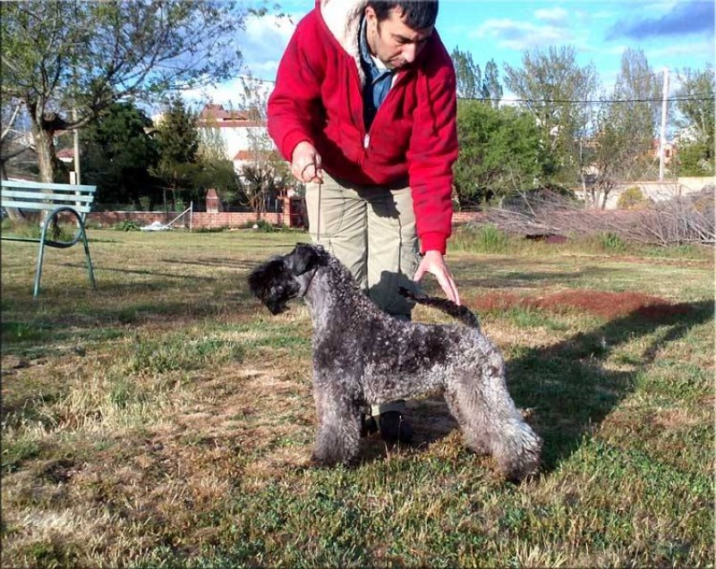 Kerry Blue Terrier. Ekstrim Show Norway de La Cadiera. Kerry Blue Terrier. Ekstrim Show Norway de La Cadiera.