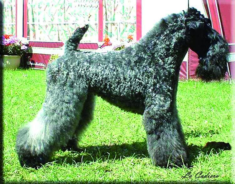 Kerry Blue Terrier.  Ch. Scarlett O´Hara de La Cadiera.