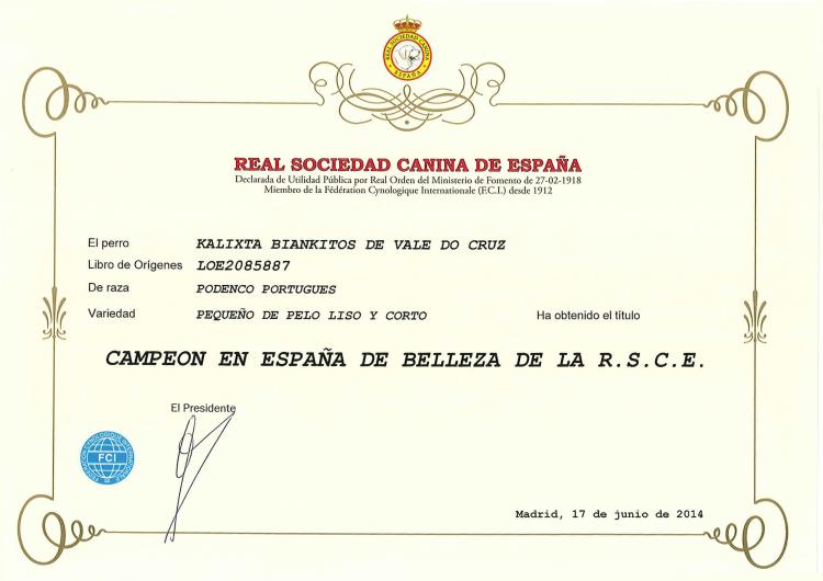 Ch. Kalixta Biankitos de Vale do Cruz. Podenco Portugués.  Titulo Ch. España Kalixta Biankitos de Vale do Cruz.