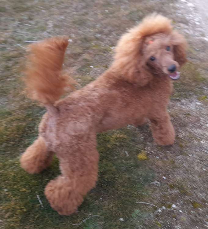 Caniche. Terra Cota D`Lili.