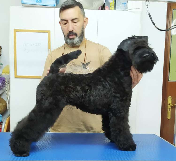 Kerry Blue Terrier. Camada 3P. La Cadiera Perseida. 5 meses.