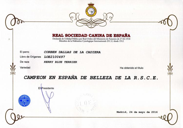 Kerry Blue Terrier. Spain Corben Dallas de La Cadiera. Kerry Blue Terrier. Spain Corben Dallas de La Cadiera.