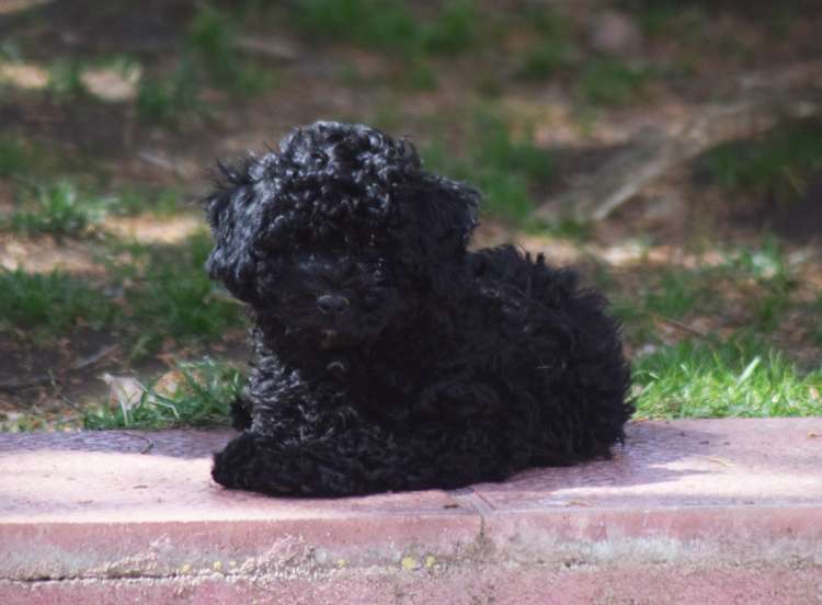 Caniche. Camada 3O. La Cadiera Ole Tu con 2 meses.