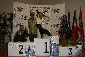 Scottish Terrier.  Ch. Aryzol Neveah.