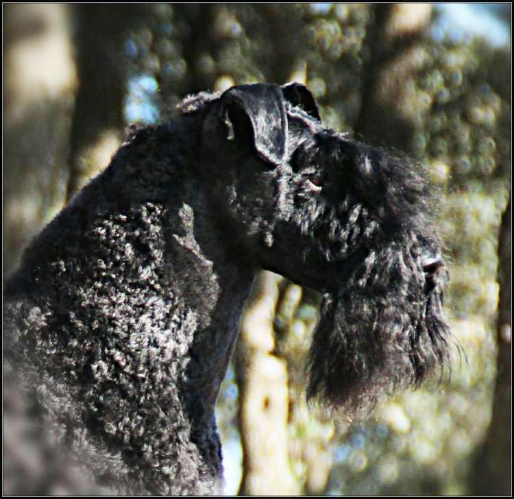 Kerry Blue Terrier. La Cadiera En Estado Puro. Kerry Blue Terrier. La Cadiera En Estado Puro.