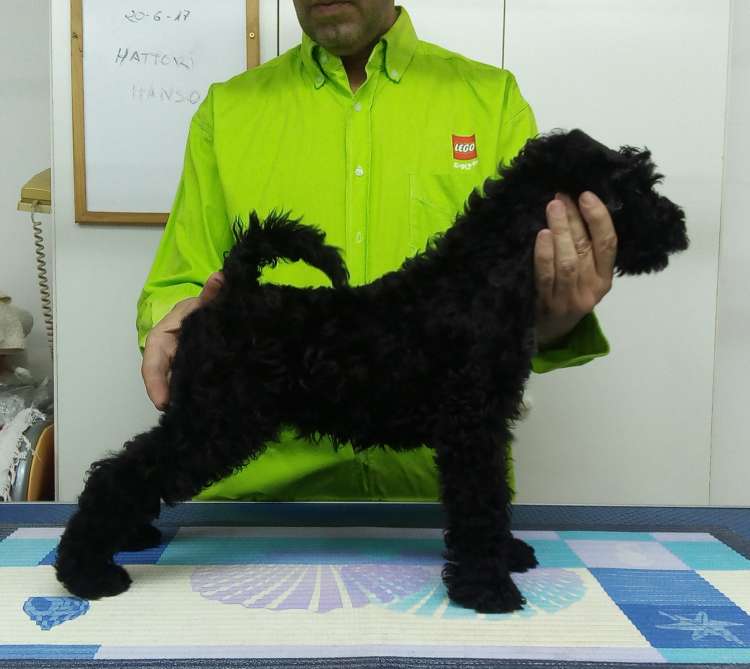 Kerry Blue Terrier. La Cadiera Hattori Hanzo.