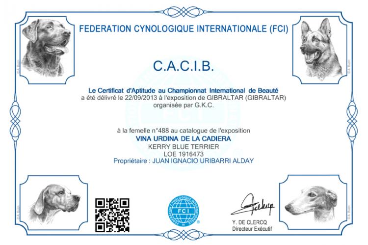Kerry Blue Terrier.  International Ch. Viña Urdina de La Cadiera.