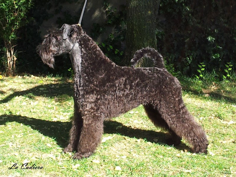 Kerry Blue Terrier.