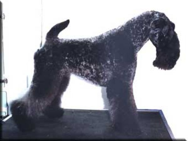 Kerry Blue Terrier. Ch. Uberta de La Cadiera at Del Besaya. 