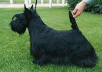 Scottish Terrier. Berrybreeze Fire Craker.