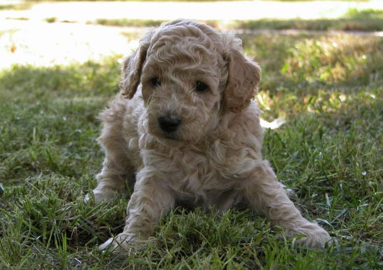 Camada 3L. Con 1 mes. La Cadiera La Vie en Rose. Hembra.