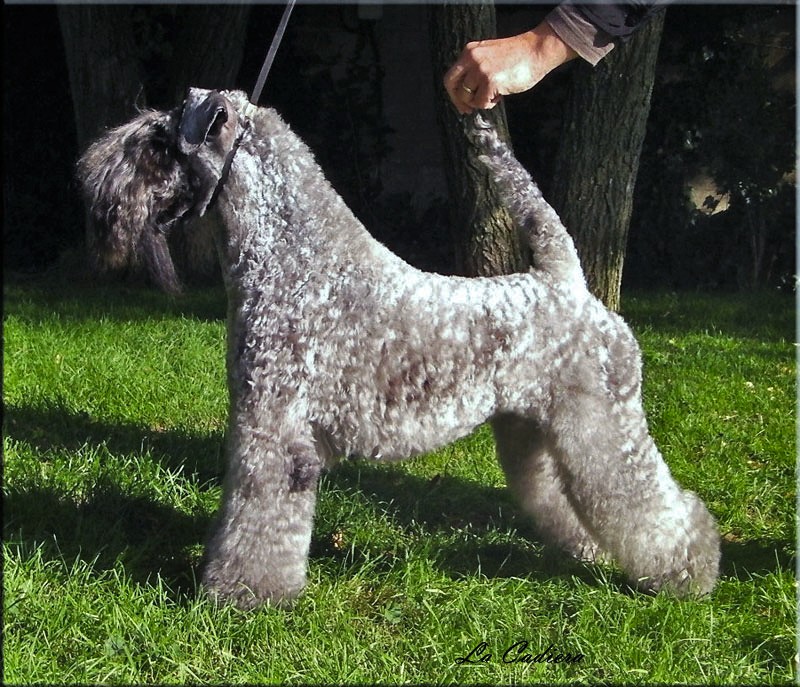 Kerry Blue Terrier.
