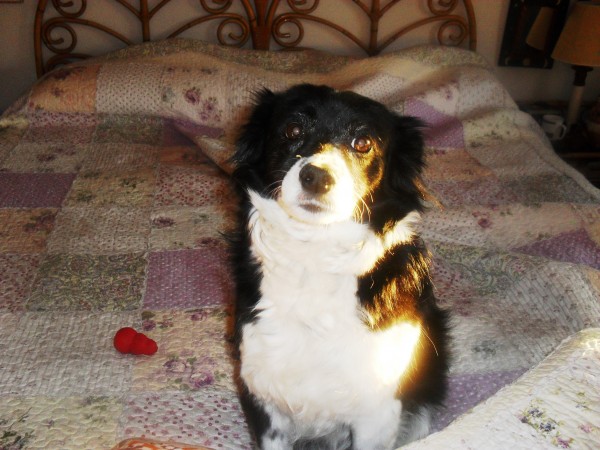  Sin determinar. Tulamen. 