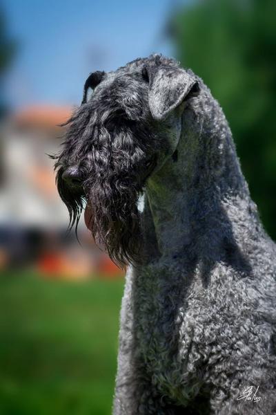 Kerry Blue Terrier.  Ch. Angus de Liott.