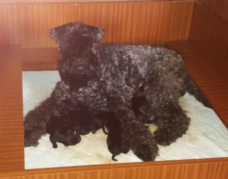 Kerry Blue Terrier. Camada 3i con 24 horas.