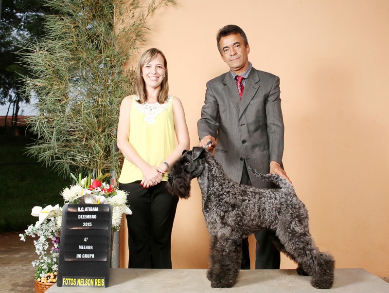 Kerry Blue Terrier. Ch. La Cadiera Diamonds Are Forever.