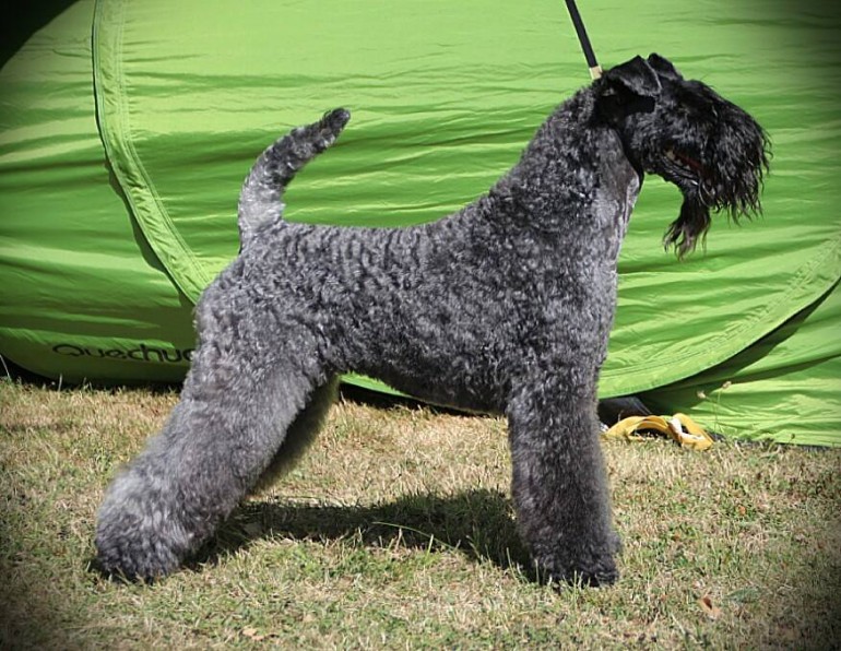 Kerry Blue Terrier. Ch. Multi Ch. Quinta Esencia de La Cadiera. Exc. 1ª-CAC-CACIB y BOB. 