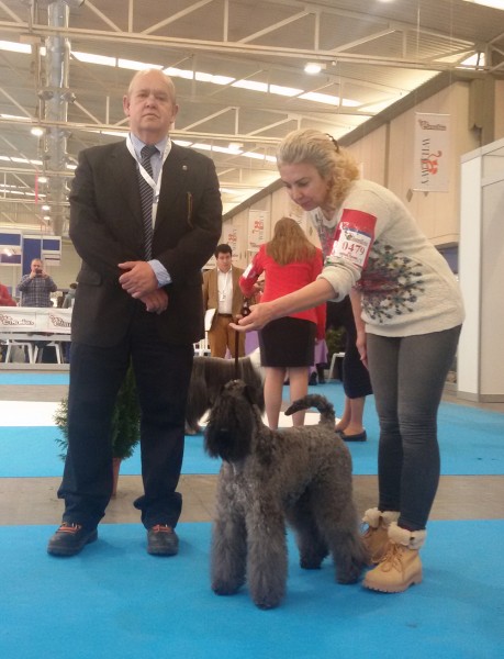 Kerry Blue Terrier. La Cadiera Felicity. Exc. 1ª CAC CACIB BOS. Kerry Blue Terrier. La Cadiera Felicity. Exc. 1ª CAC CACIB BOS.