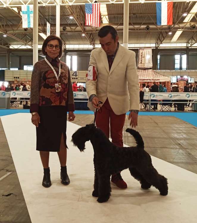Kerry Blue Terrier. La Cadiera Made In Heaven. Exc. 1º CAC CACIB BOB.