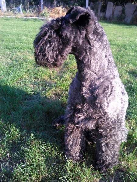 Insignia de Heliopolis de La Cadiera.