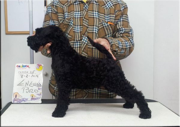 Kerry Blue Terrier. La Cadiera En Estado Puro.  Kerry Blue Terrier. La Cadiera En Estado Puro.
