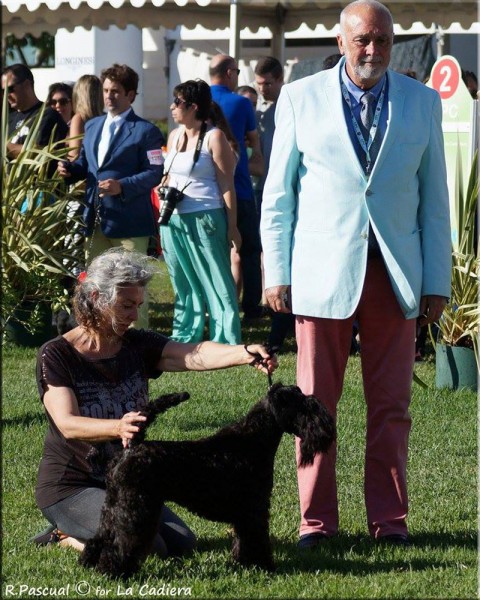 Kerry Blue Terrier. La Cadiera Geisha. .