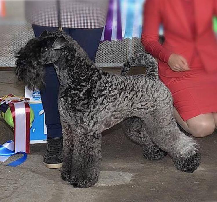 Kerry Blue Terrier.  Ch. La Cadiera Fenomeno Azul.
