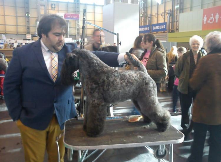 Kerry Blue Terrier.