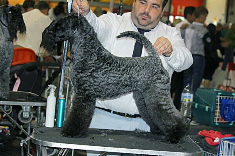 Kerry Blue Terrier. Multi Ch. Bluemont Analivia Purabella at La Cadiera