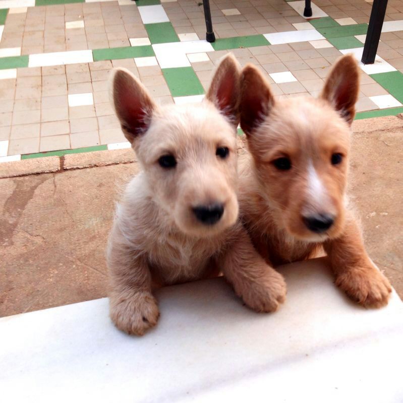 Scottish Terrier. Camada M.