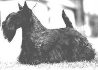 Scottish Terrier. Dundee Apricot Jam.