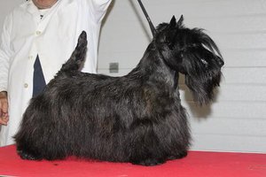Jerrymor Norma At Treysas. Scottish Terrier. Jerrymor Norma.