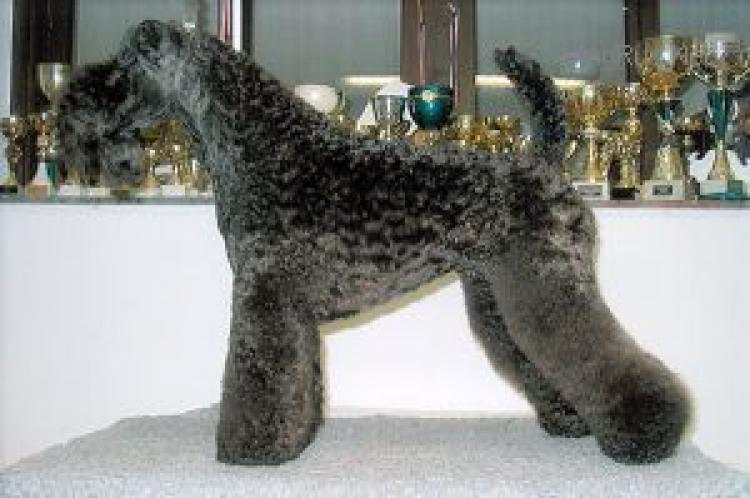 Dandy Black & Blue Can Can. Kerry Blue Terrier. Dandy Black   Blue Can Can.