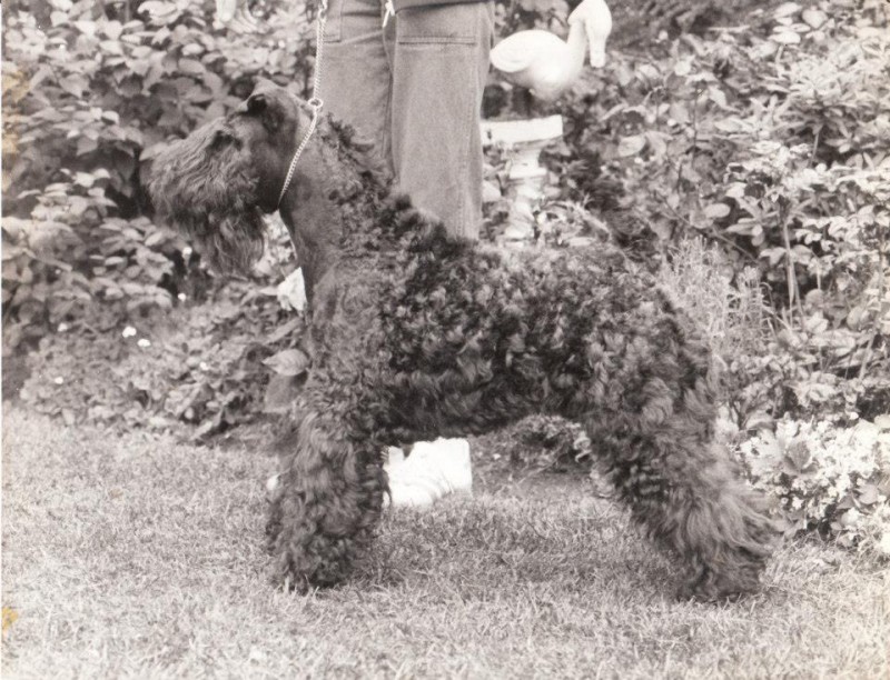 Kerry Blue Terrier. Ch. Louisburgh Bohola.