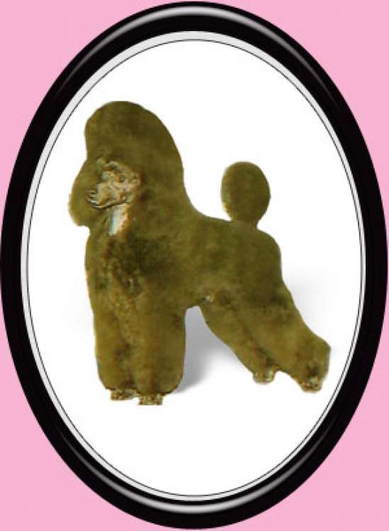 Caniche. Ch. Dalin Pavarotti.