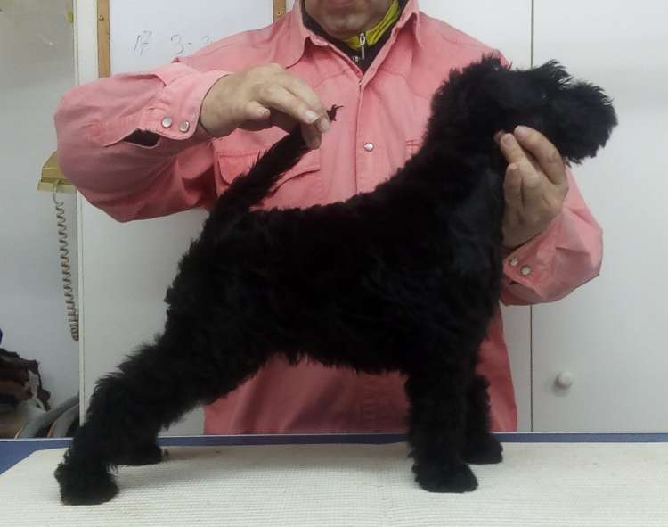 Camada 3K. La Cadiera Kurt. 2 meses.