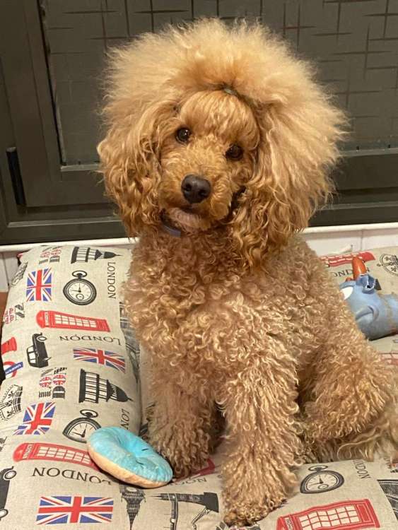 La Cadiera Quantum. Caniche.