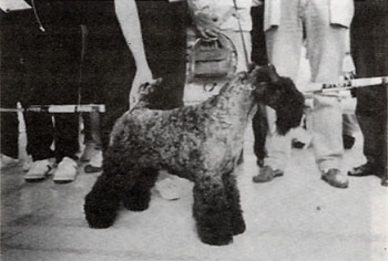 Kerry Blue Terrier. Louisburgh Giddy Doo