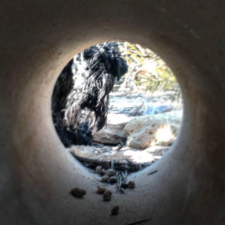 Kerry Blue Terrier. Jr.Ch. Casiopea de La Cadiera.