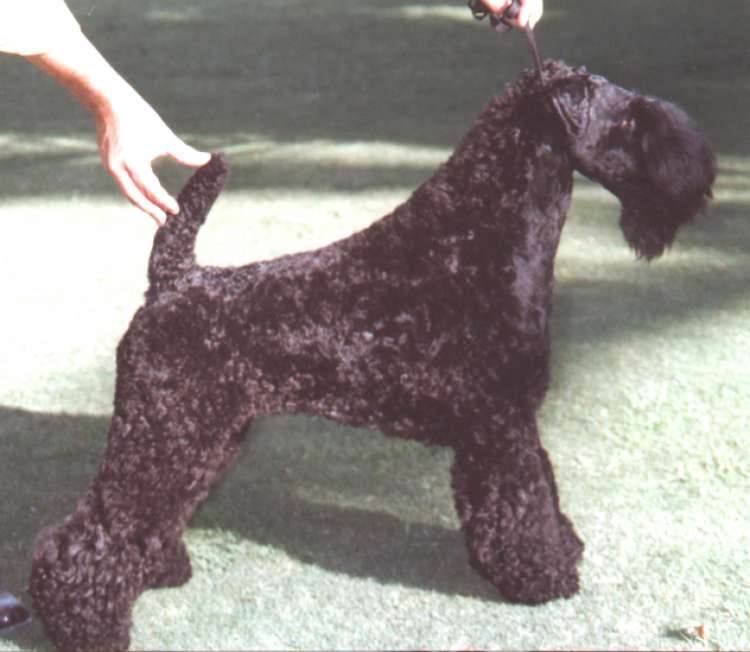 Kerry Blue Terrier.  Ch. Armshead Leader of the Pack.