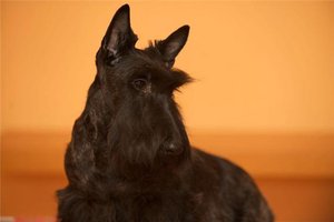 Scottish Terrier. Filisite Brash Glamorous Delight.