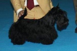Scottish Terrier.  Ch. Dolly De Treysas. Scottish Terrier.  Ch. Dolly De Treysas.
