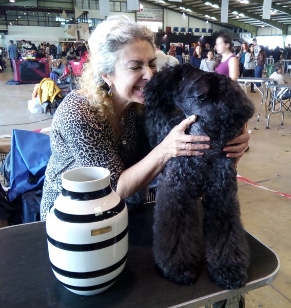 Kerry Blue Terrier. Corben Dallas de La Cadiera. R.B.O.G..