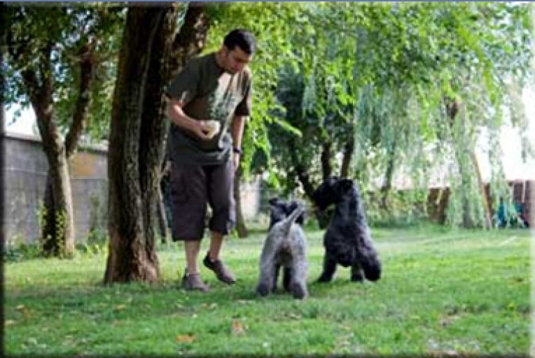 Kerry Blue Terrier. Ch. Leto Atreides de La Cadiera. Miguel jugando con Leto y Lunni Kerry Blue Terrier. Ch. Leto Atreides de La Cadiera. Miguel jugando con Leto y Lunni