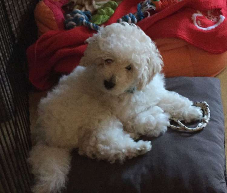 Camada 3J Caniche Enano. La Cadiera Jon Nieve con casi 3 meses.