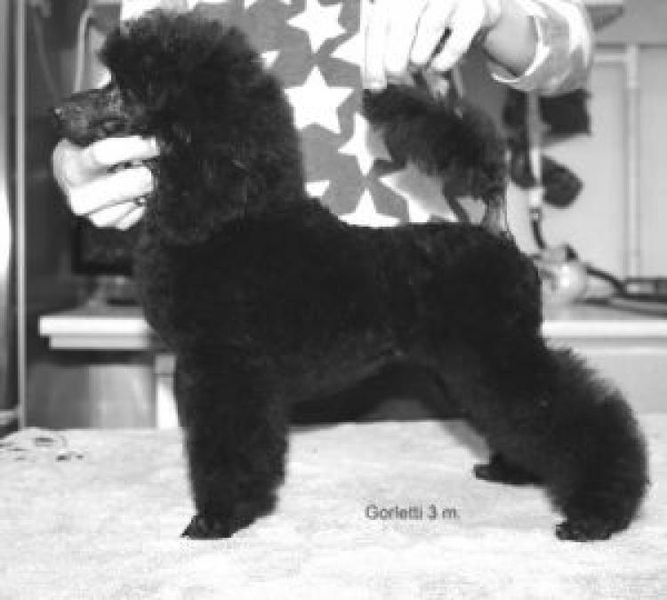 Caniche. Zabavny Kolokolchik Gorletti.