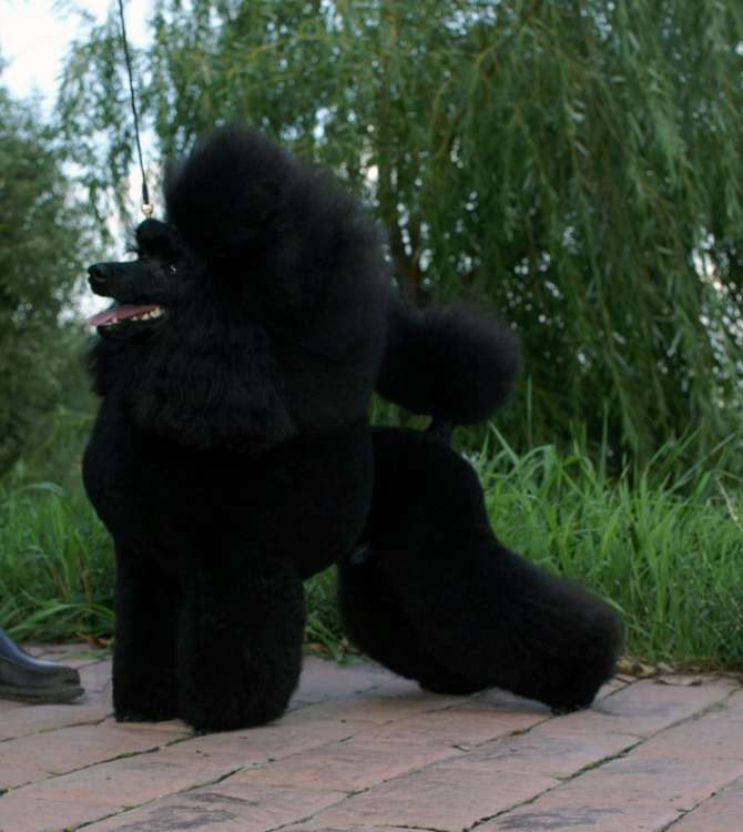 Ch. Smart Connection Heartbraker. Ch. Smart Connection Heartbraker.