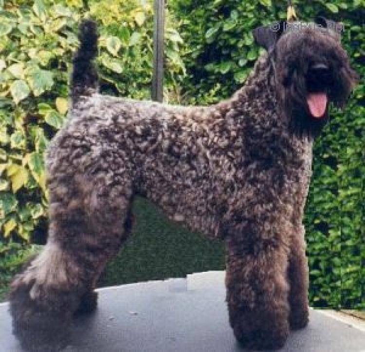 Kerry Blue Terrier. Glenfitor Niamh. Kerry Blue Terrier. Glenfitor Niamh.