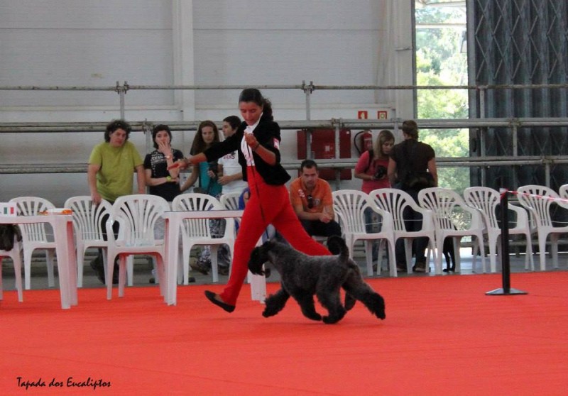 Kerry Blue Terrier. Ch. Bluemont Analivia Purabella at La Cadiera.