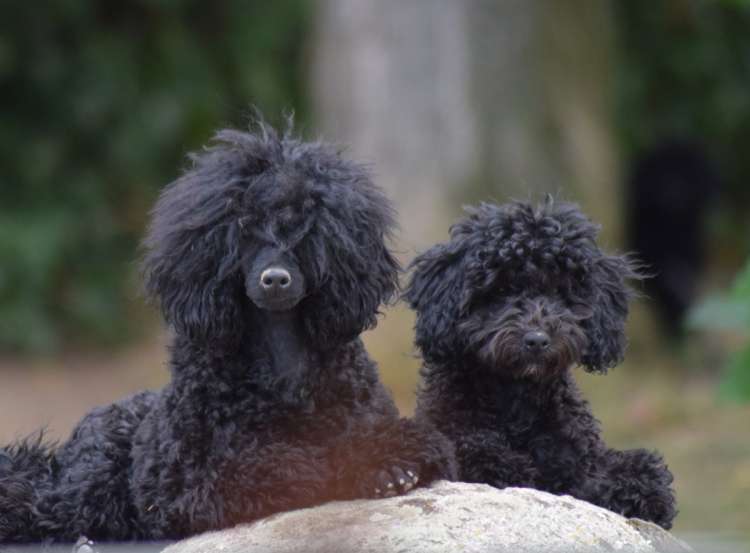 Caniche. Camada 3O. La Cadiera Noche Loca y La Cadiera Ole Tu.